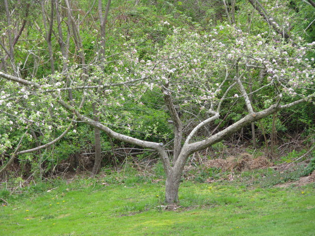 Bloomed apple tree